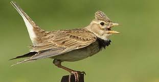 Kicauan burung branjangan memang memiliki suara yang khas, selain itu, gaya yang khas yang dapat di keluarkan oleh burung branjangan adalah gaya hovering, dimana istilah hovering tersebut di ambil. Branjangan Burung Hobi