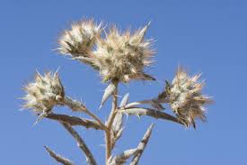 Image result for Echinops longifolius
