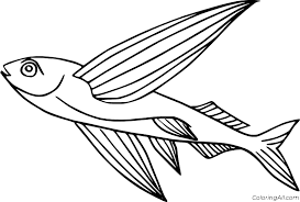 For boys and girls, kids and adults, teenagers and toddlers, preschoolers and older kids at school. Flying Fish Coloring Pages Coloringall