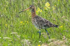 Maybe you would like to learn more about one of these? Revealed The Secret Life Of Godwits Eurekalert Science News