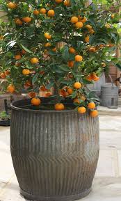 It's a little too cold for a lot of citrus trees, but the winters are a little too mild to get adequate chill hours for apples and many stone fruits. 14 Best Fruits To Grow In Pots Fruits For Containers