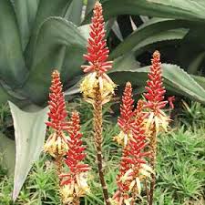 Image result for Aloe pienaarii