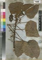 Image result for Macaranga capensis