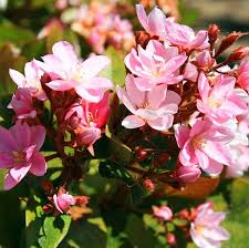 What does a majestic beauty olive tree look like? Majestic Beauty Hawthorn Tree