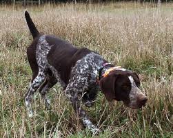 Check spelling or type a new query. German Shorthair Dogs For Sale Outback Kennels