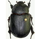 Image result for Pentodon