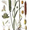 Beaucoup d'entre eux sont polyphages, mais certains insectes peuvent être plus spécialisés dans les poaceae et attaquer aussi d'autres plantes. 1