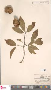 Image result for Balfourodendron