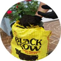This not only includes what plant you select along with fertilizer but also what type of. Black Kow The Mature Manure Home