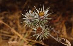Image result for Macledium kirkii