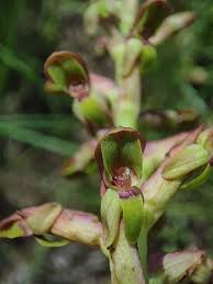 Image result for Disa brevicornis