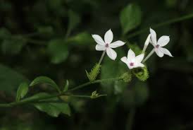 Image result for Plumbago zeylanica