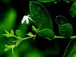 Image result for Carissa spinarum