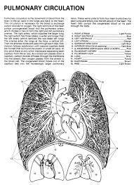 Cool landing pages ~ start here. Human Anatomy Coloring Book An Entertaining And Instructive Guide To The Human Body Bones Muscles Blood Nerves And How They Work Coloring Books Dover Children S Science Books Matt Margaret Ziemian Joe