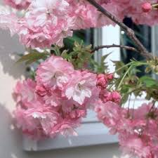 The cherry is a tall, narrow tree. Prunus Little Pink Perfection Buy Dwarf Cherry Blossom Trees