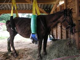 Forum > élevage de chevaux. Urgence Abattoir Les Actualites D Appa Equides