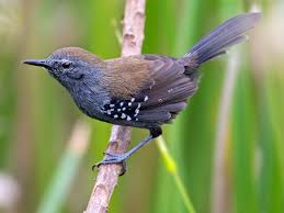 Image result for Artabotrys collinus