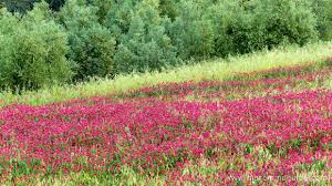 So, it's better to enjoy these flowers from a rhododendron. The Best Time To See Flowers In Tuscany Italy