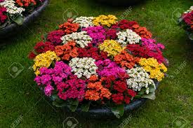 Maybe you would like to learn more about one of these? Kalanchoe Blossfeldiana Red Pink Yellow Purple Flowers Background Stock Photo Picture And Royalty Free Image Image 124972009