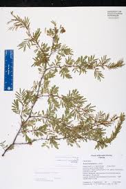 Image result for Acacia pilispina