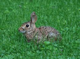 Check spelling or type a new query. Plants Resistant To Deer And Rabbits The Iowa Gardener