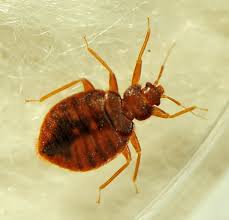 Residual bed bug sprays and insecticides to kill and control bed bugs and treat your home. Bat Bug Control For The Home