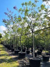 Image result for Jacaranda mimosifolia