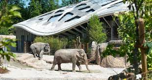 at zurich zoo visitors can experience snow leopards in their rocky himalayan landscape observe andean bears climbing in their mo zoo zurich zoological garden