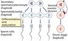 Image result for Meiosperma