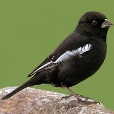 Identification Small Birds Of Colorado Pictures Of State Birds State Birds Missouri Birds Birds