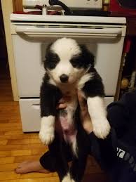 Denver county, denver, co id: Border Collie Puppies For Sale In Michigan Petfinder