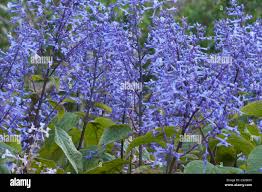 Image result for Plectranthus alboviolaceus