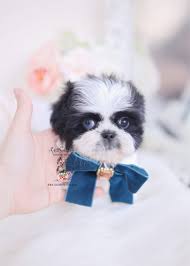 Kindipop shih tzu puppies for sale i have two male and one female must go to the best of homes and would. Teacup Shih Tzu Puppies For Sale Near Me Petfinder