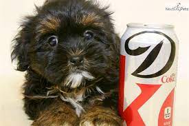 Meet Michelle A Cute Yorkiepoo - Yorkie Poo Puppy For Sale For 299 Teacup Michelle Our Female Yorkie Poo Yorkie Poo Yorkie Poo Puppies Yorkie