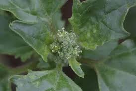 Image result for Chenopodium opulifolium
