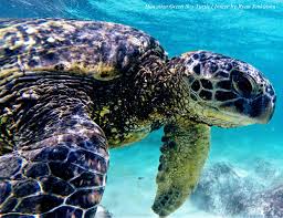 Image result for turtle