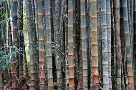 You can feed your plant instantly with this soil mix. Dendrocalamus Giganteus Giant Bamboo