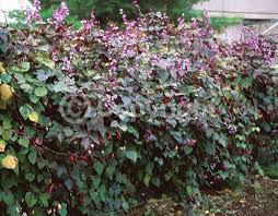 Image result for Vigna oblongifolia
