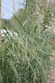 Image result for Panicum merkeri