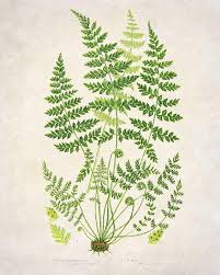 ◣ when it can help you connect to higher realms and remove the veils that are blocking the truths in your life, ferns ~ print set of 3 botanical kitchen vintage. Pinterest