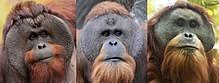 Beliau telah berjaya mempamerkan karya lukisanya di pentas antarabangsa di negara seperti, portugal, switzerland, singapore, australia dan hong kong. Orang Utan Wikipedia Bahasa Melayu Ensiklopedia Bebas