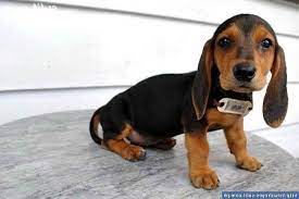 Parva os lux basset are the official names of this breed. Basset Hound Dachshund Mix Puppies For Sale Petsidi