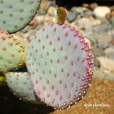 A genus in the cactus family, cactaceae. Irrigation Archives Ramblings From A Desert Garden