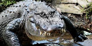 The alligator chopper eliminates this problem too, with its robust construction to ensure your food stays put because it holds as it cuts down. American Alligator National Wildlife Federation