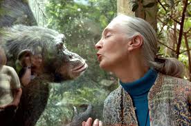 Without Jane Goodall, Chimps Need New Champions — Us
