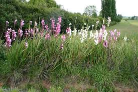 Image result for Watsonia borbonica