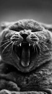 Gray Cat Yawn Big Teeth 4k Hd Android And Iphone Wallpaper Background Check More At Https Phonewallp Com Gray Cat Yawn Big Teeth 4 Cat Yawning Grey Cats Cats