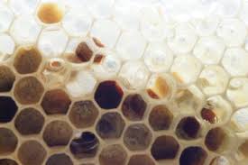Blutenpollen Muttermilch Der Jungbienen Moelmsche Honig De