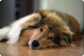 kolli shotlandskaya ovcharka fotografii sobak porody kolli rough collie dogs corgi