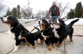 Bernese mountain dog breeders wisconsin. Platteville Dog Breeder Assessing Options After Permit Denied Tri State News Telegraphherald Com